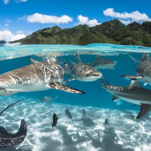 Tahiti & Polinesia Francesa